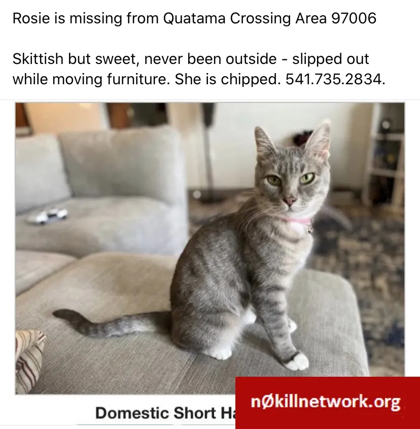 Lost cat in Beaverton, OR, 97006