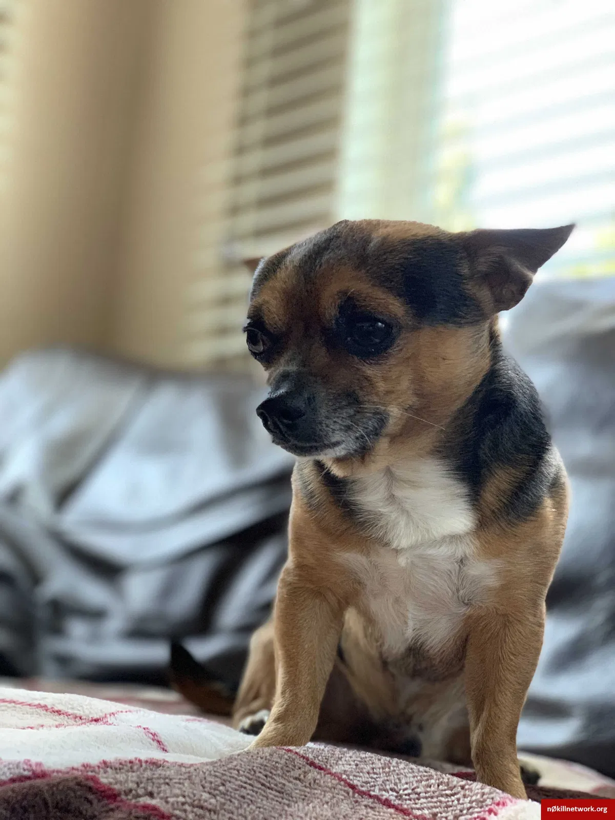 Lost dog in Tacoma, WA, 98408