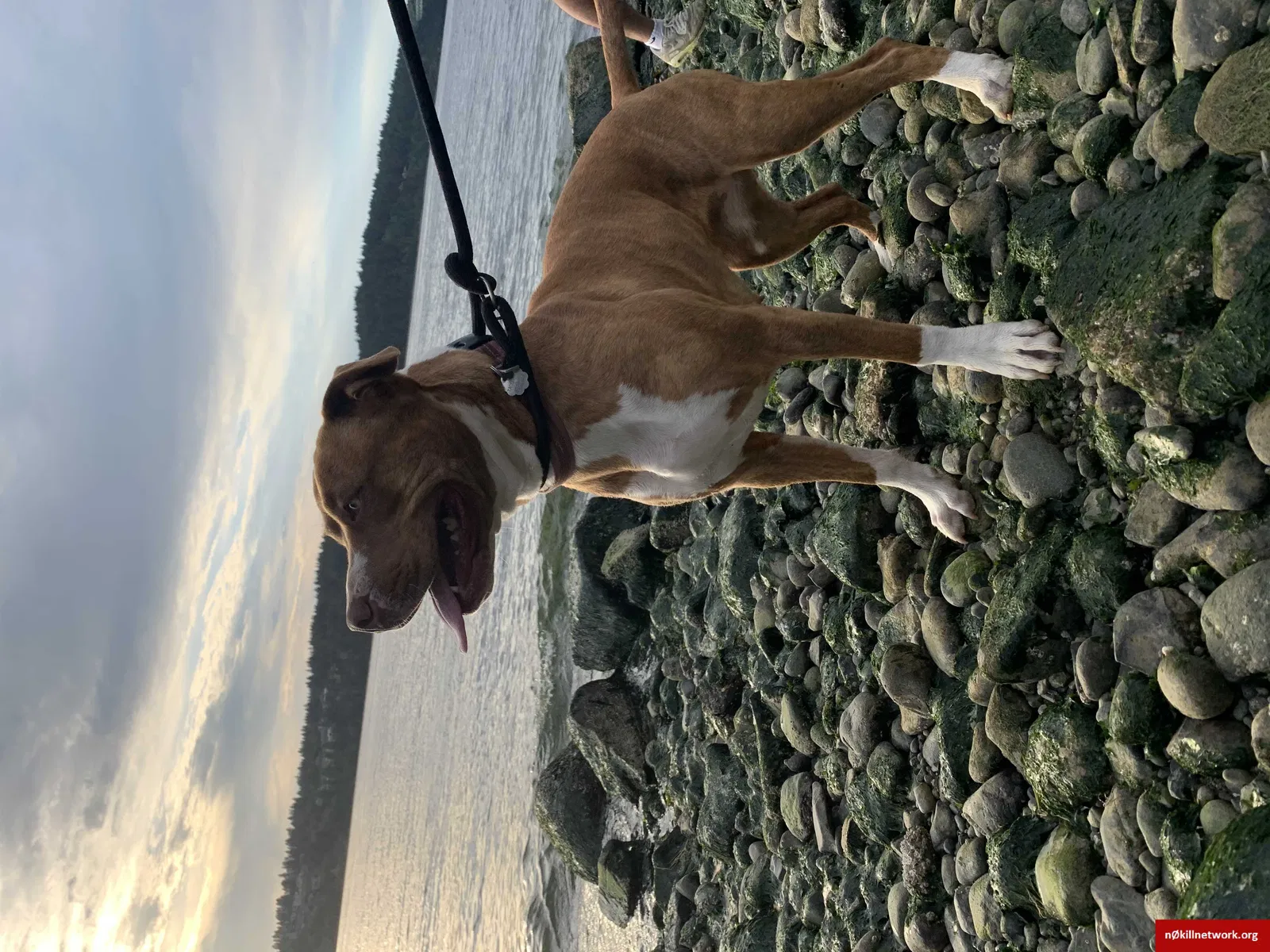 Lost dog in Tacoma, WA, 98408