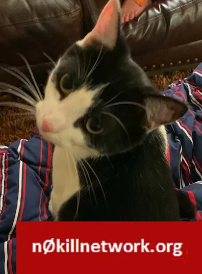 Lost cat in Fort Collins, CO, 80521