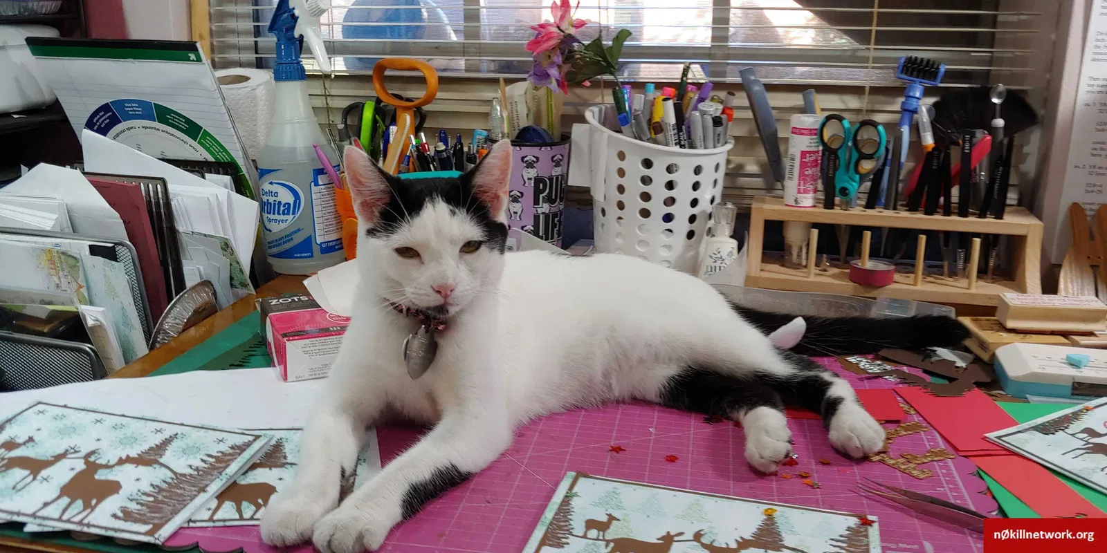 Lost cat in Jacksonville, FL, 32244
