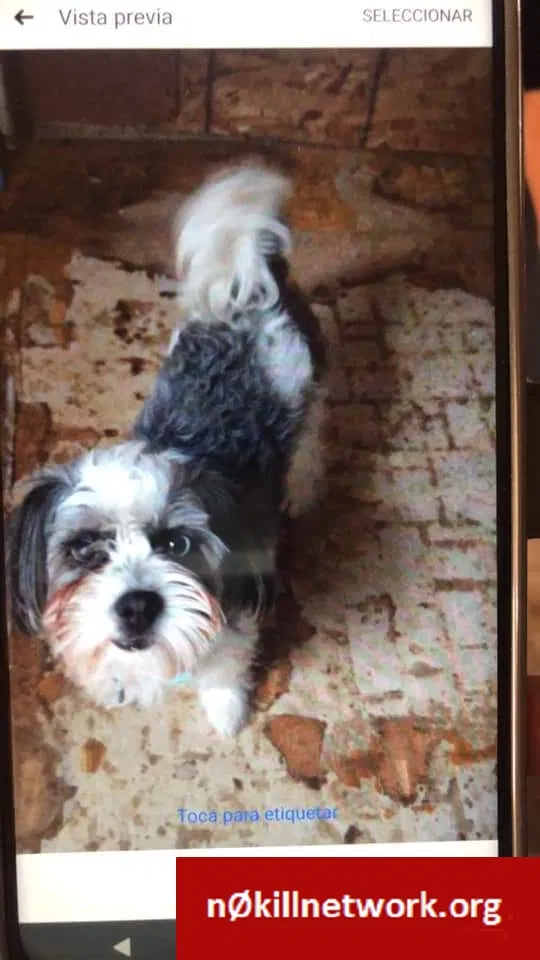 Lost dog in Santa Fe, NM, 87507