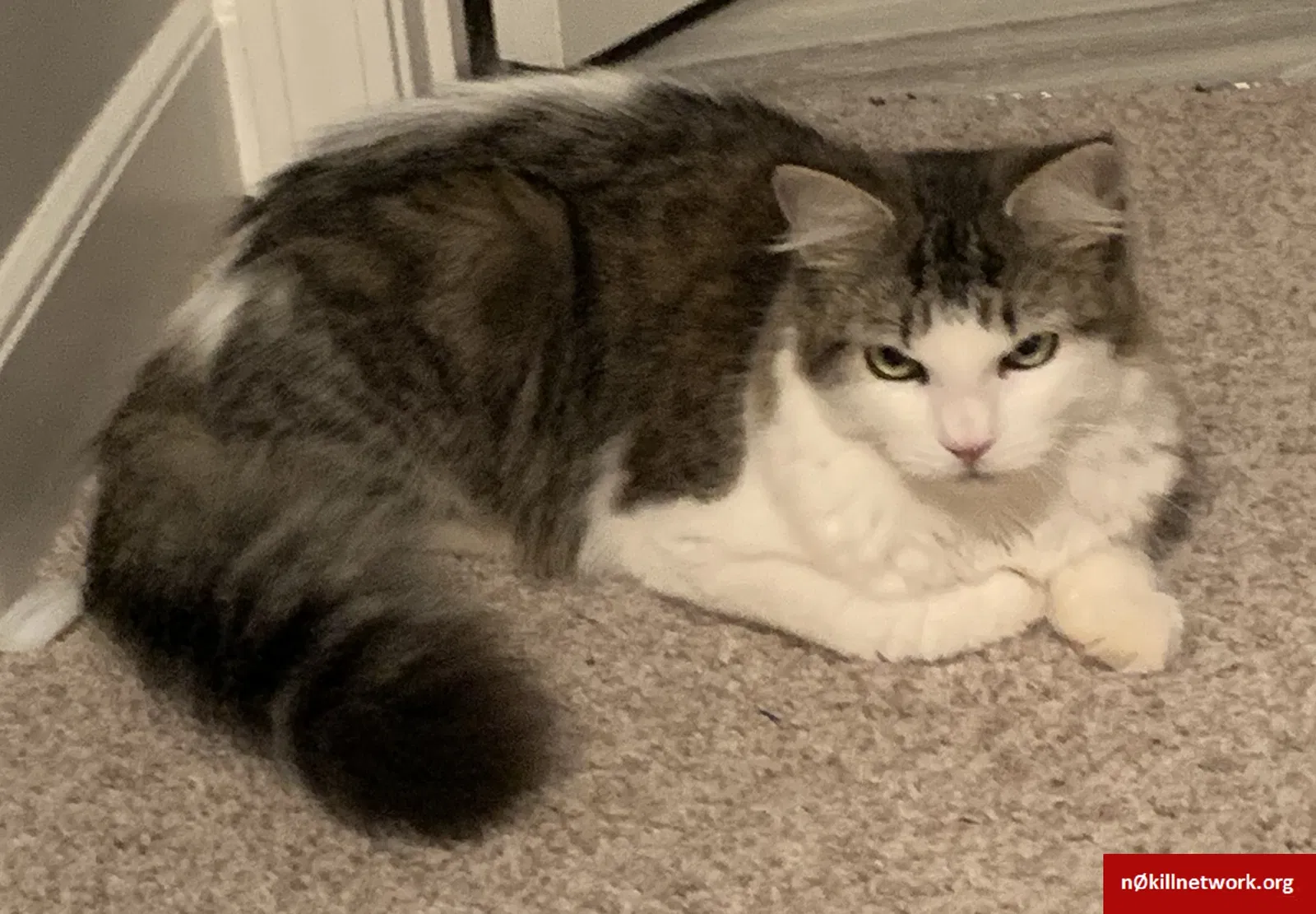 Lost cat in Simpsonville, SC, 29681