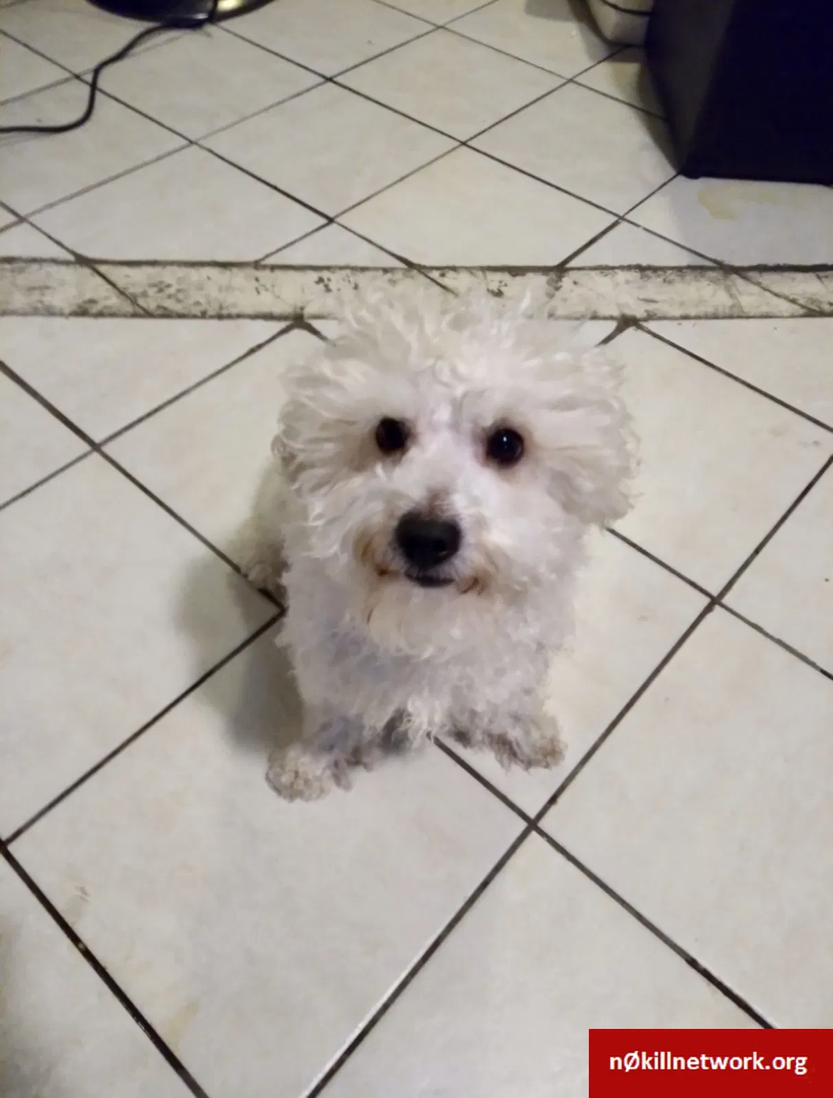 Lost dog in Fontana, CA, 92335