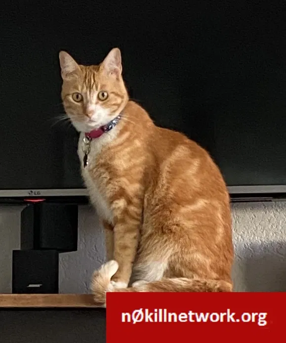 Lost cat in Oceanside, CA, 92056