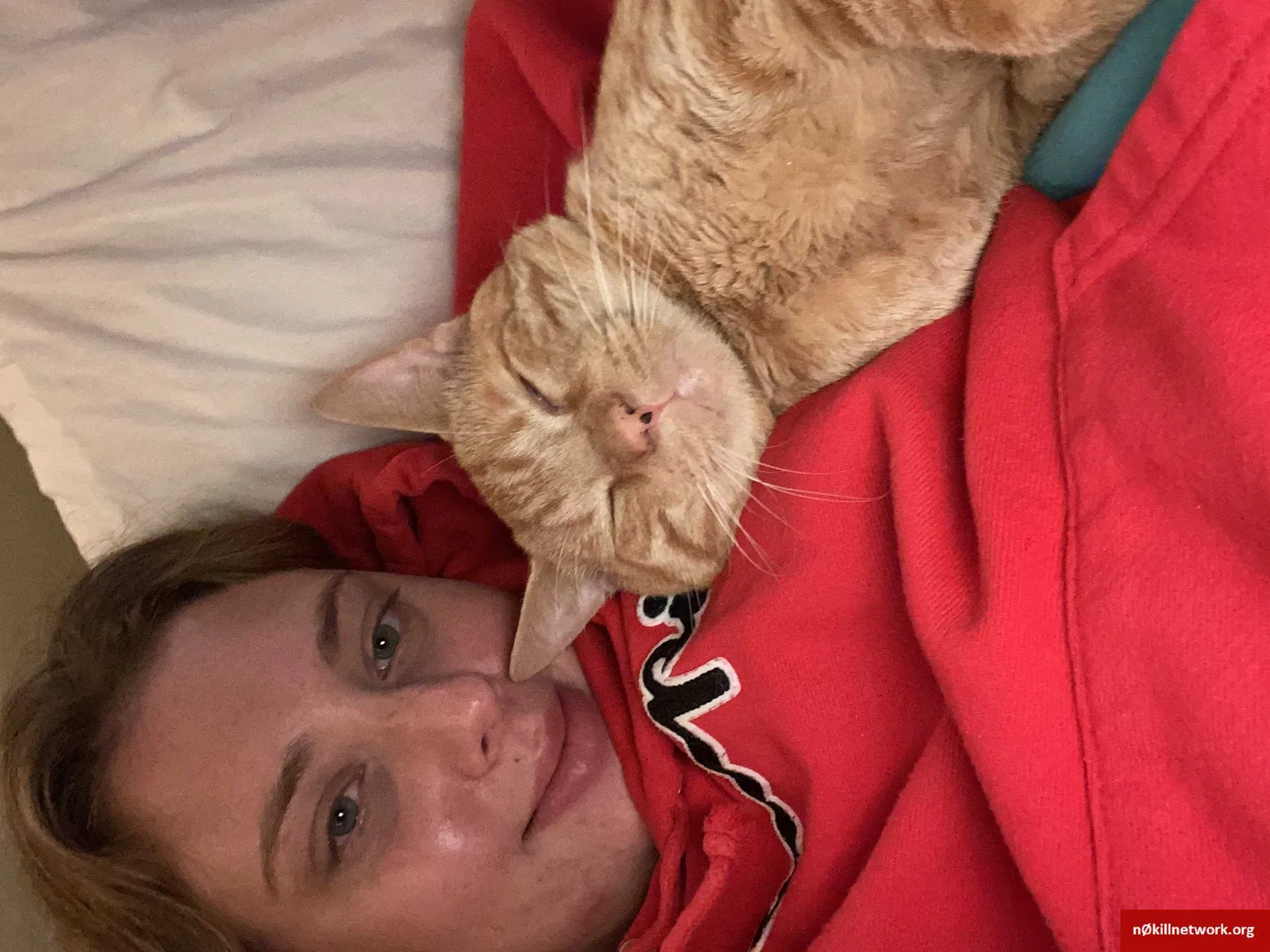 Lost cat in Rochester, MN, 55902