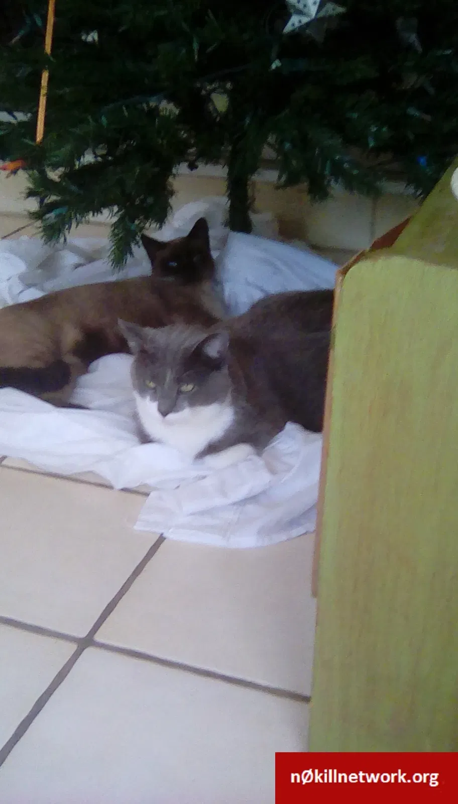 Lost cat in Punta Gorda, FL, 33950