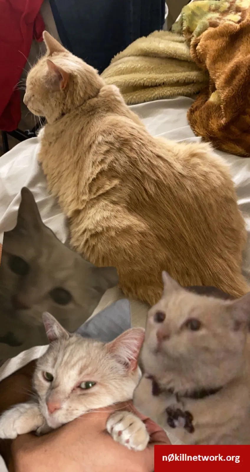 Lost cat in Sacramento, CA, 95821