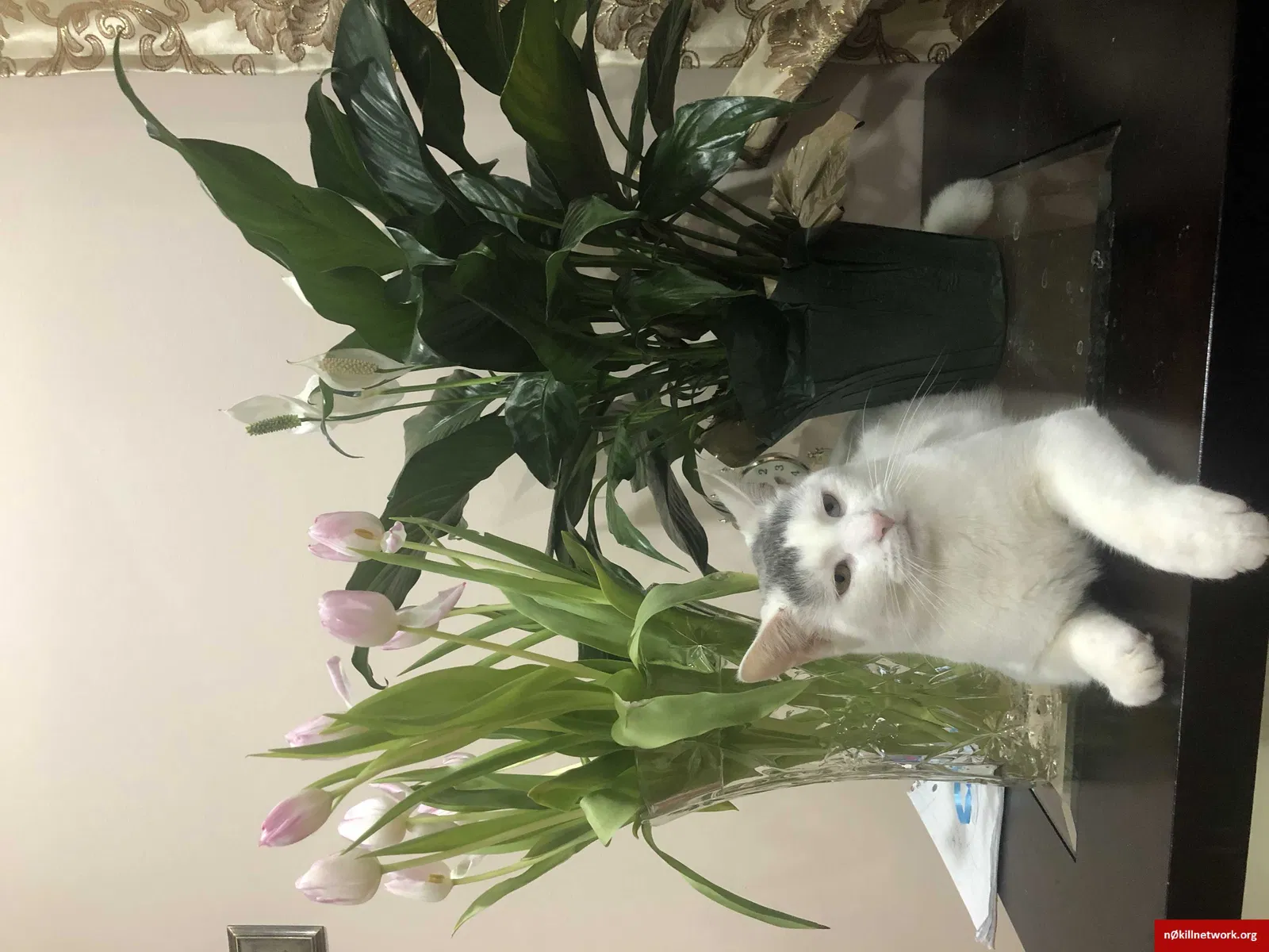 Lost cat in Langhorne, PA, 19047