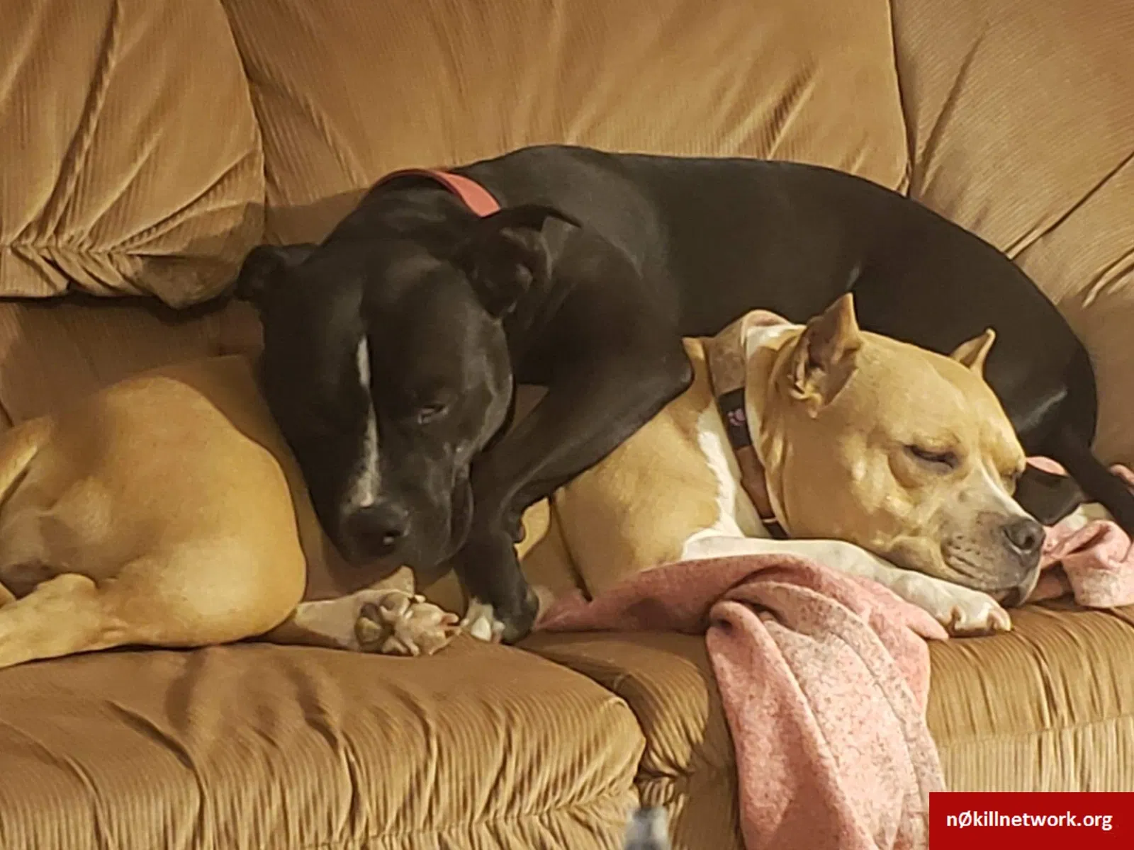 Lost dog in Walsenburg, CO, 81089