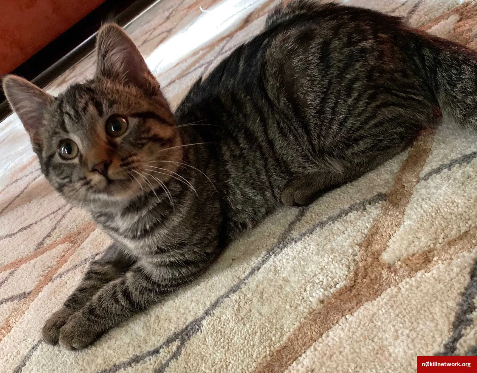 Lost cat in Grover, MO, 63040