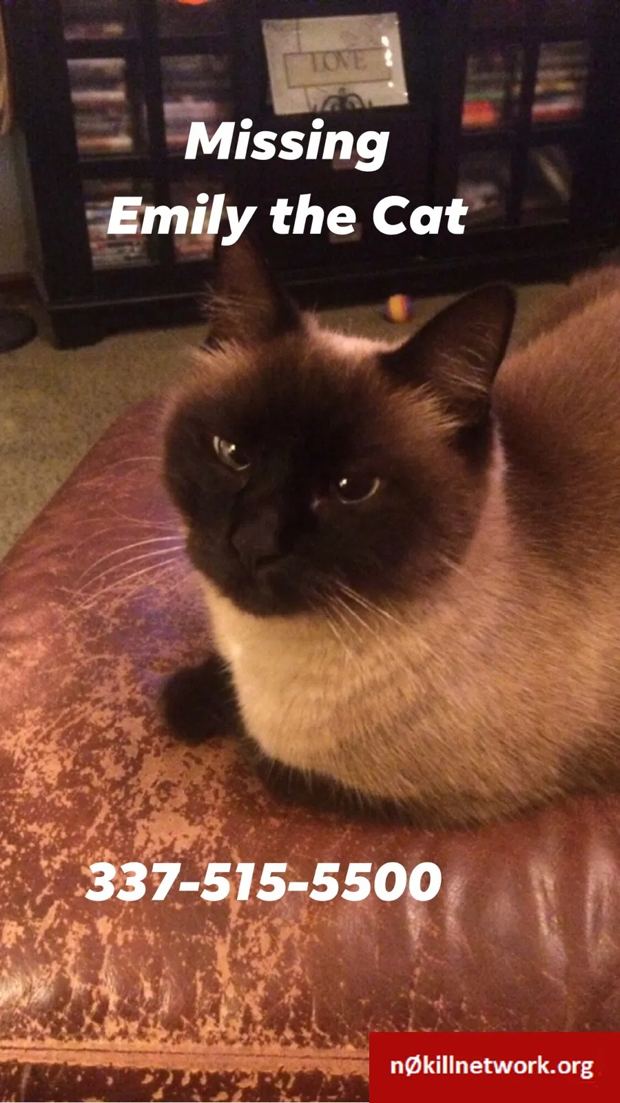 Lost cat in Lake Charles, LA, 70605