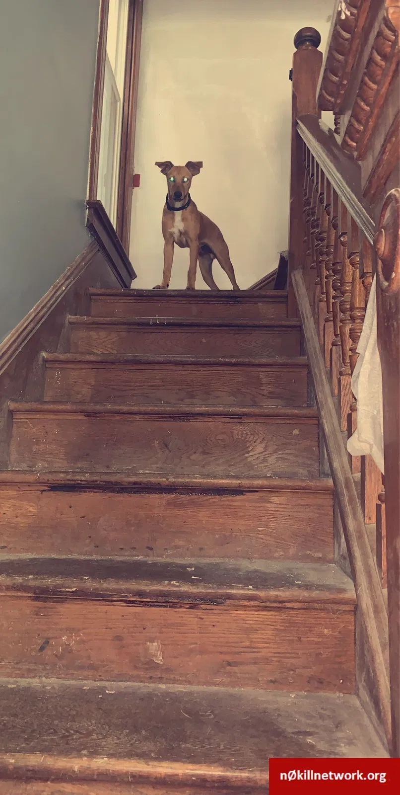 Lost dog in Terre Haute, IN, 47807