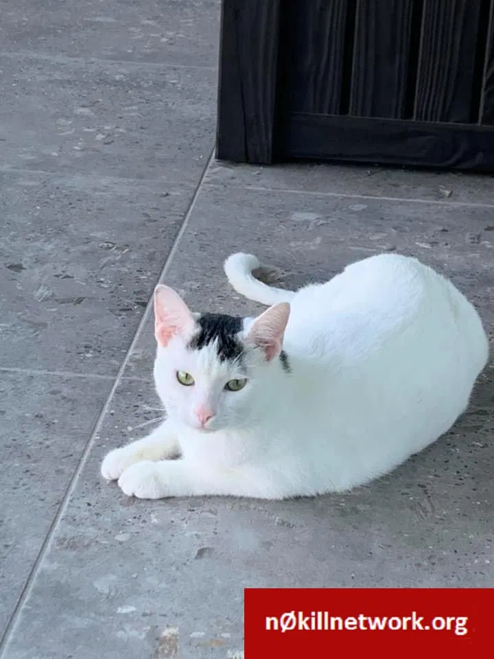 Lost cat in Brownsville, TX, 78526