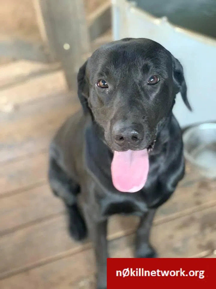 Lost dog in Eva, AL, 35621