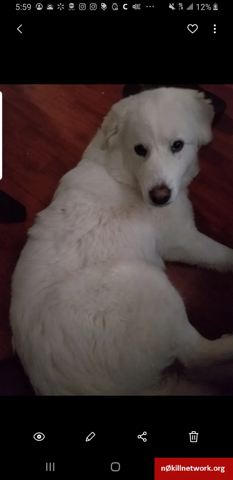 Lost dog in Albuquerque, NM, 87102