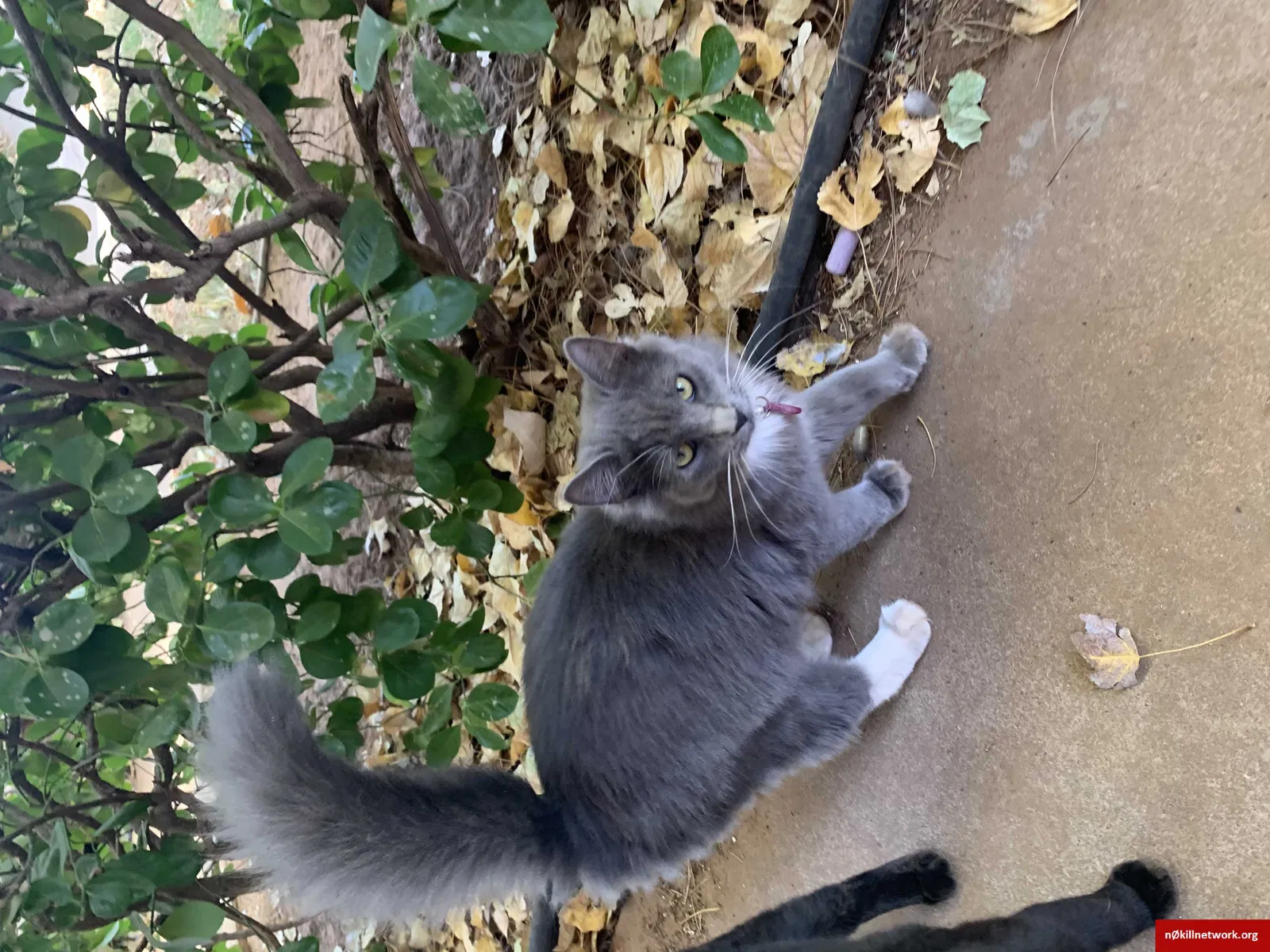 Lost cat in Lubbock, TX, 79423