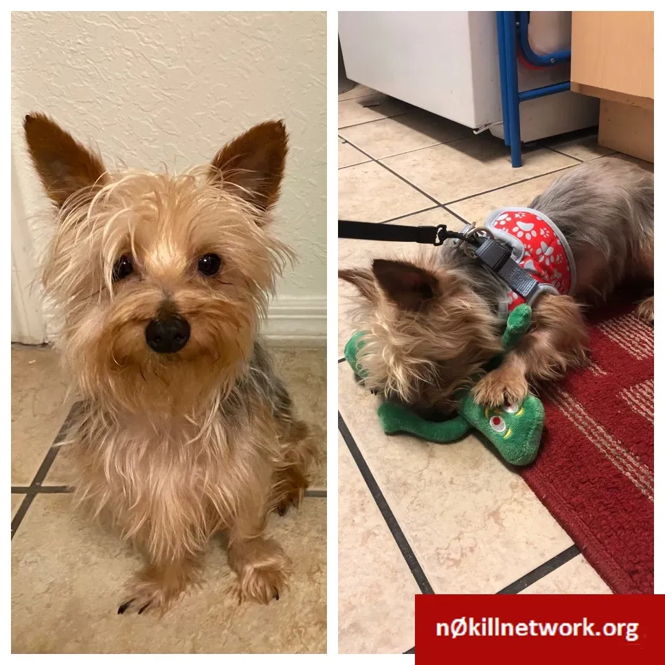 Lost dog in Pompano Beach, FL, 33068