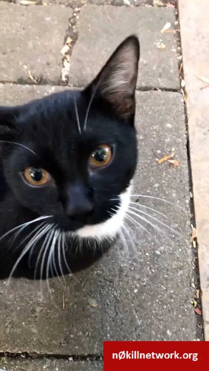 Lost cat in Minneapolis, MN, 55411