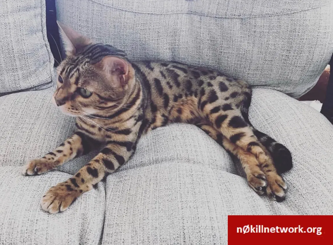 Lost cat in Westfield, IN, 46074