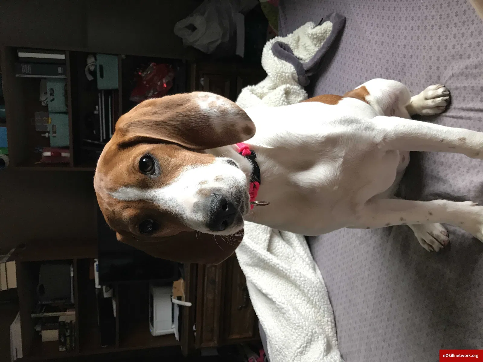 Lost dog in Clifton, TN, 38425