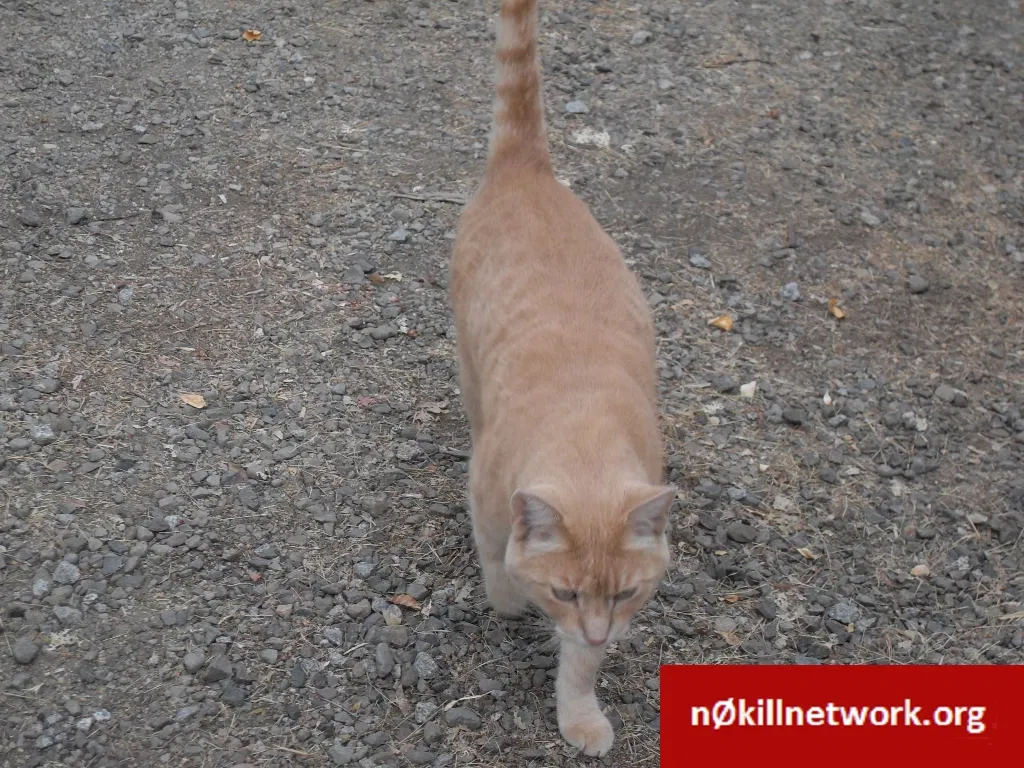 Lost cat in Gold Hill, OR, 97525