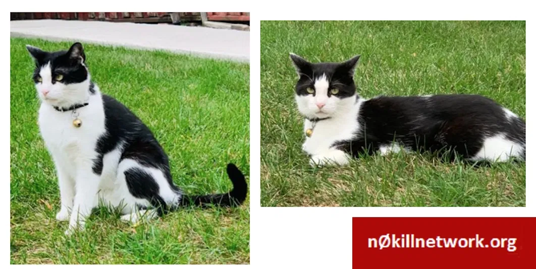 Lost cat in Schaumburg, IL, 60193