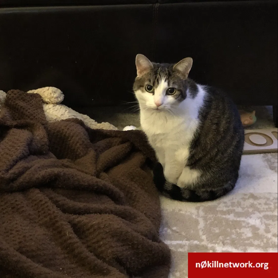 Lost cat in King Of Prussia, PA, 19406