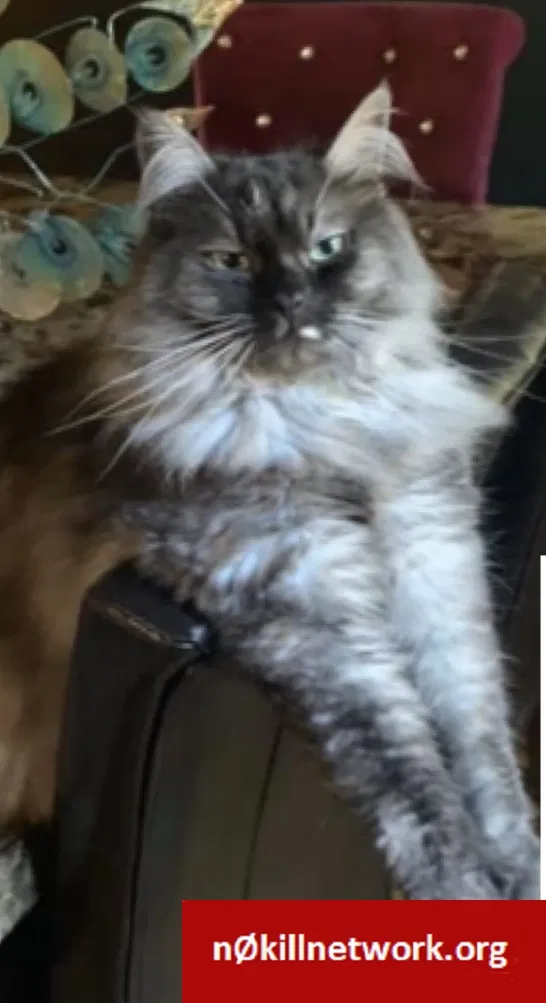 Lost cat in Chattanooga, TN, 37412