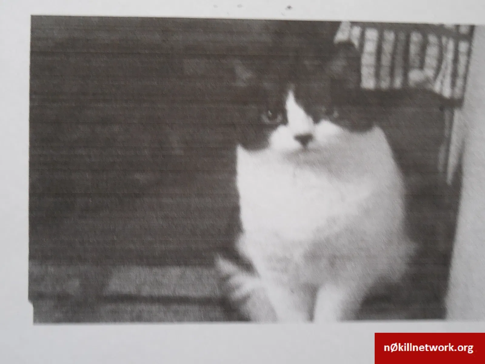 Lost cat in Green Bay, WI, 54303