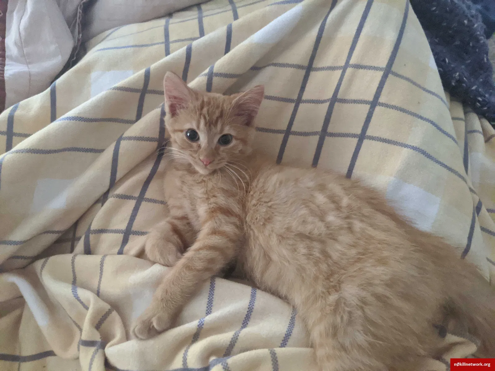Lost cat in Columbus, OH, 43214