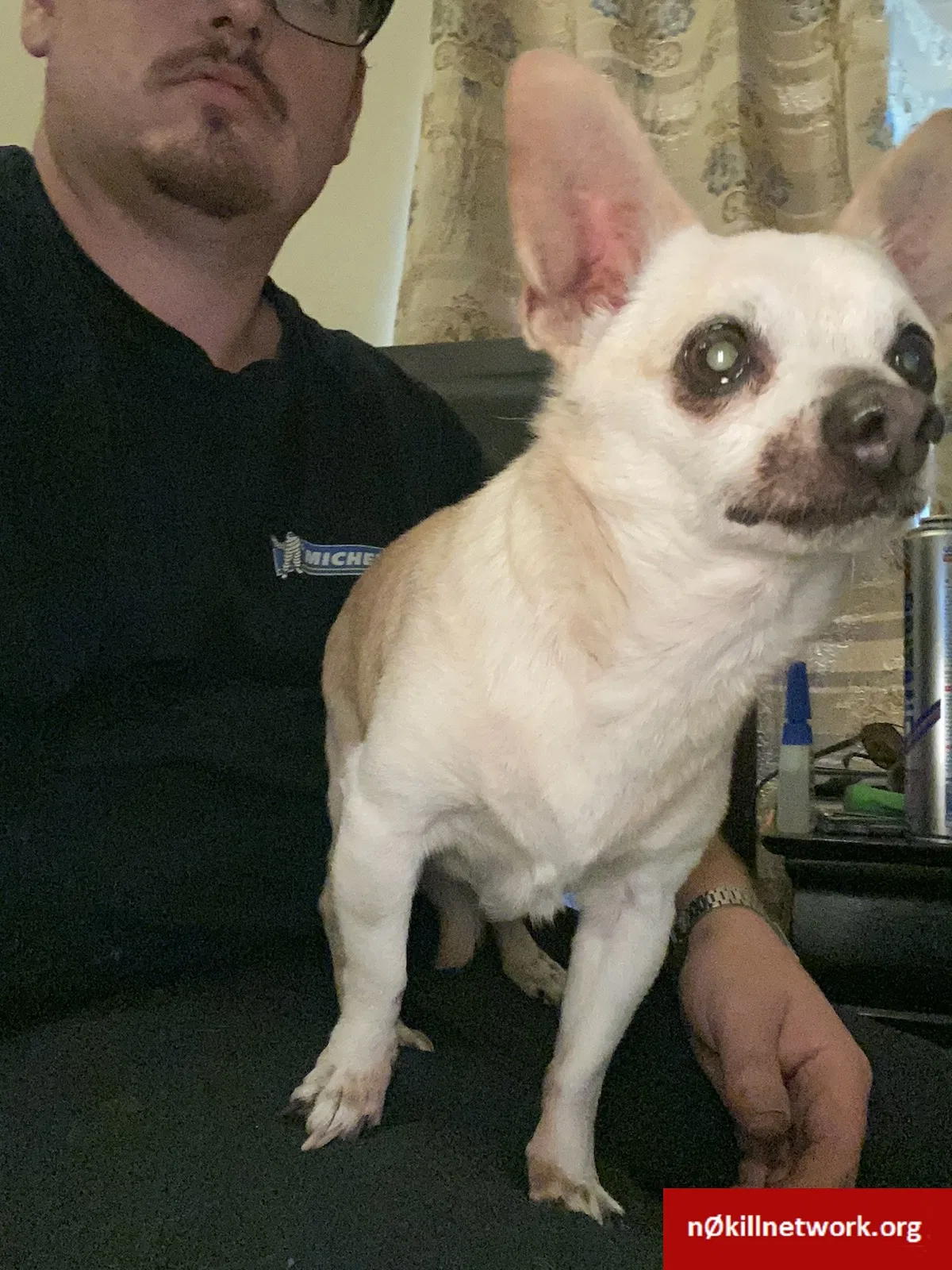 Found dog in Rowland Heights, CA, 91748