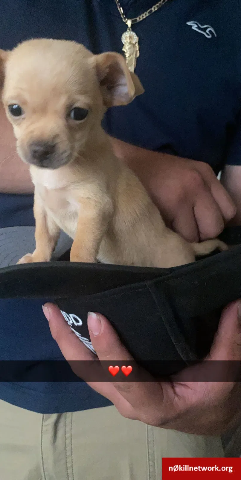 Lost dog in Mesa, AZ, 85203