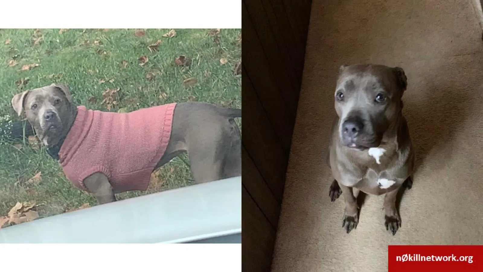 Lost dog in New Richmond, OH, 45157