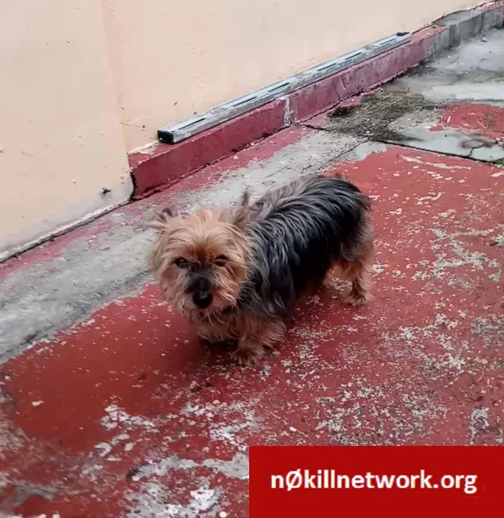Lost dog in Miami, FL, 33174