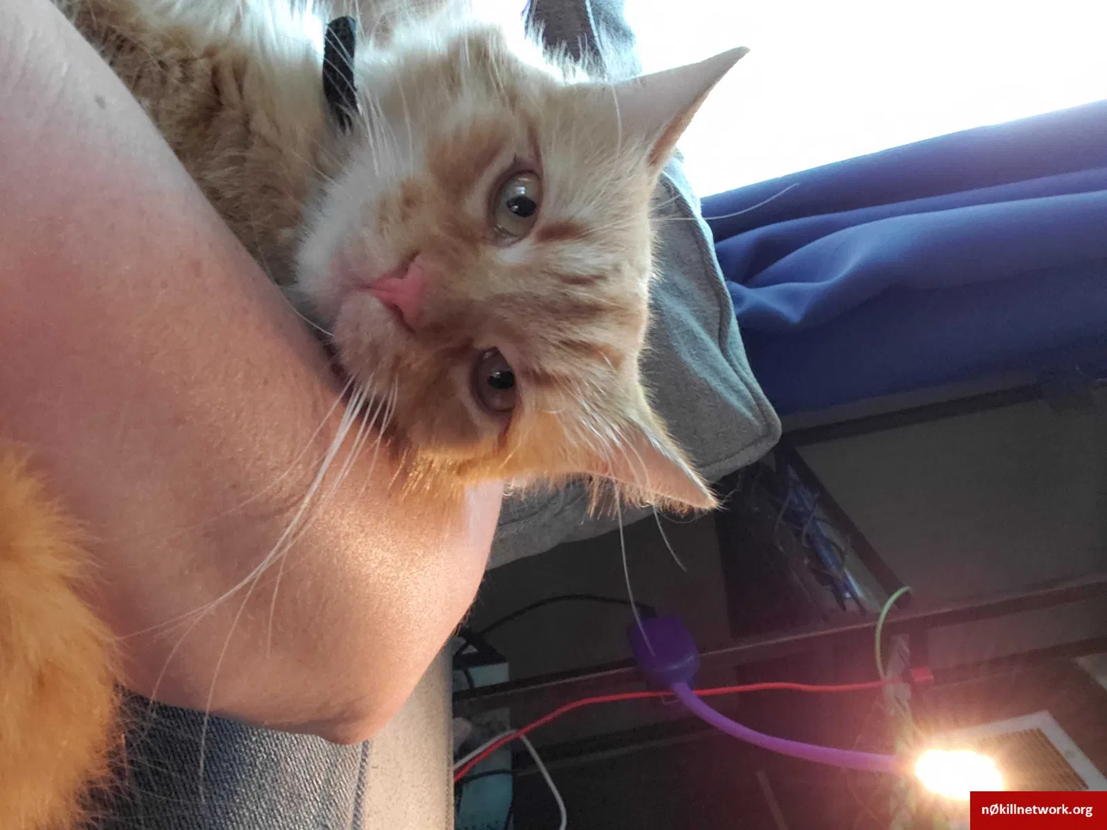 Lost cat in Pocatello, ID, 83201