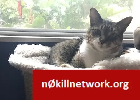 Lost cat in Tarpon Springs, FL, 34689