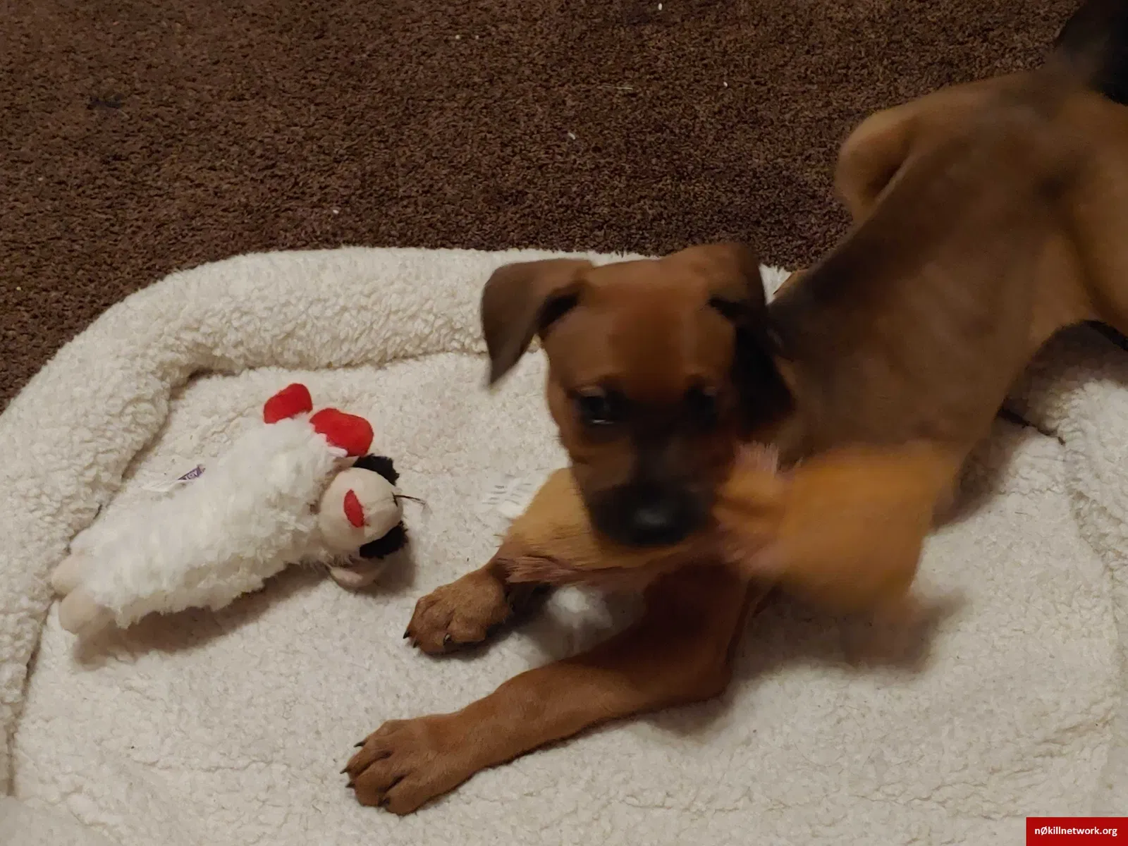 Lost dog in Cincinnati, OH, 45205
