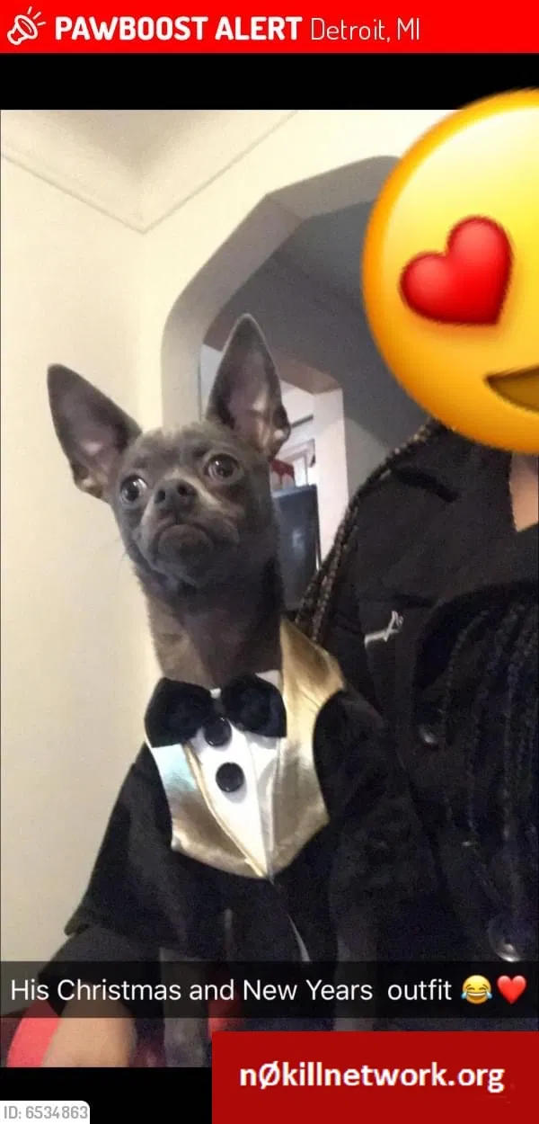 Lost dog in Detroit, MI, 48234