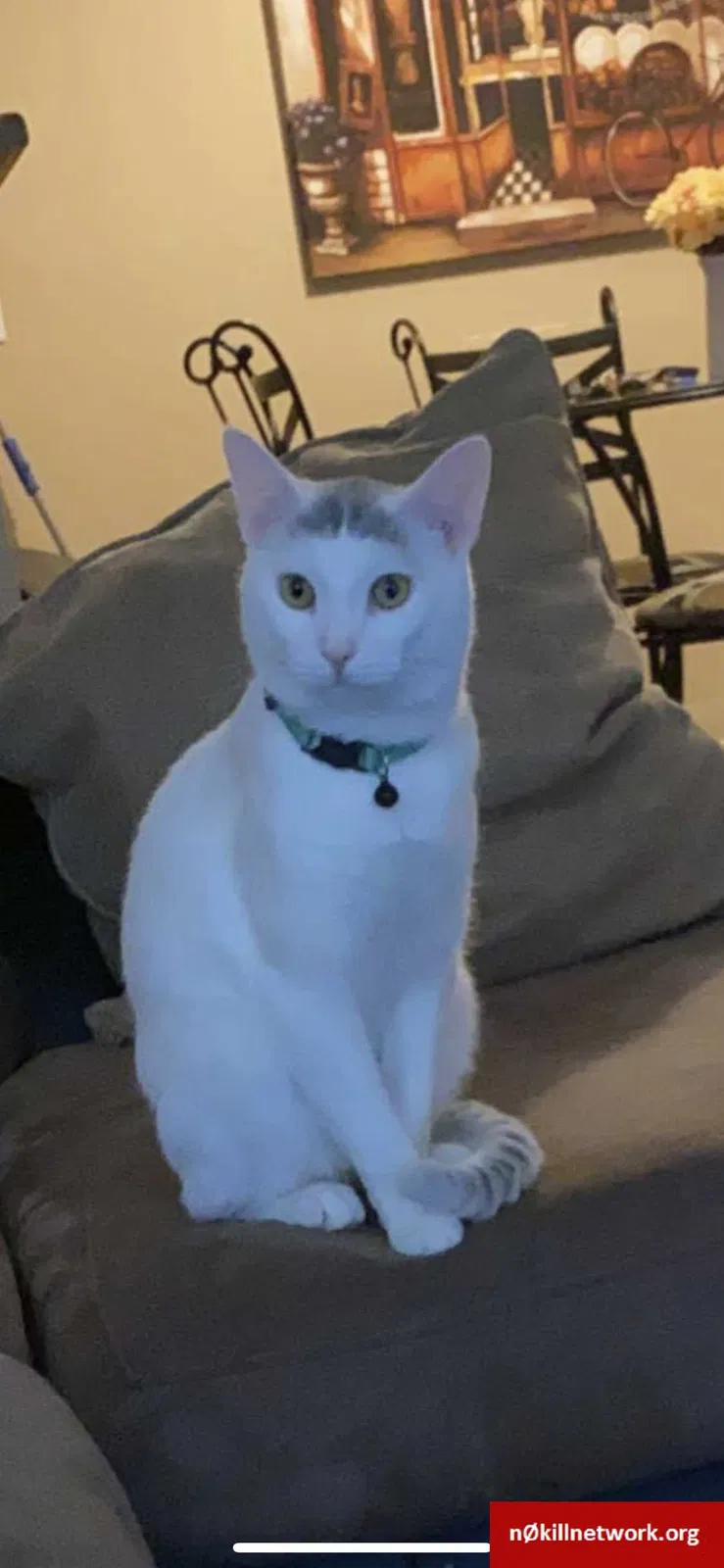 Lost cat in Aurora, CO, 80013