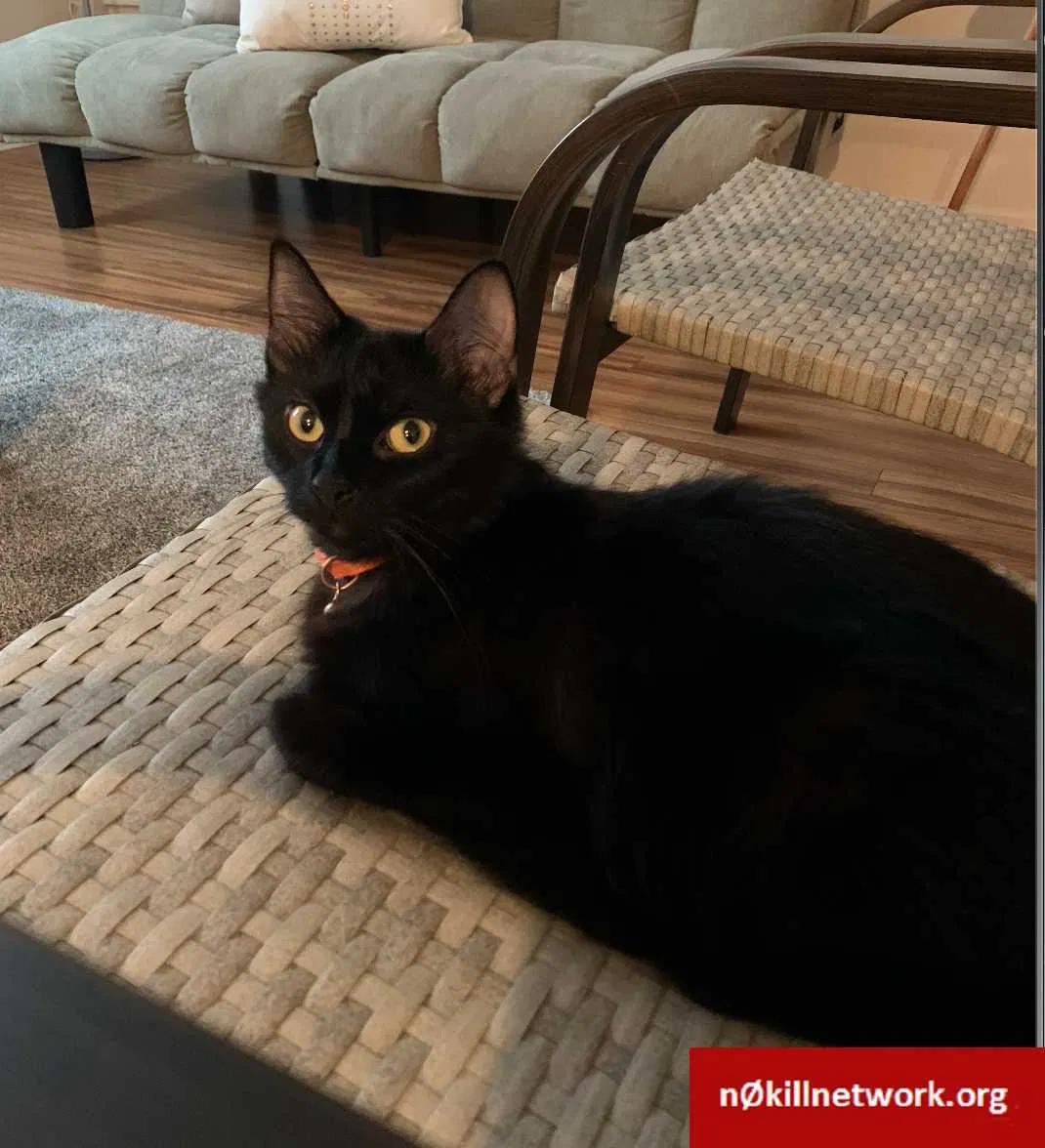 Lost cat in Pittsburgh, PA, 15206