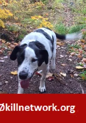 Lost dog in Pelkie, MI, 49958