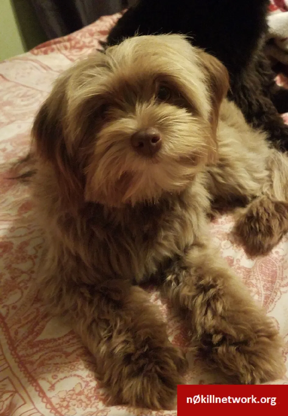 Lost dog in Norcross, GA, 30093