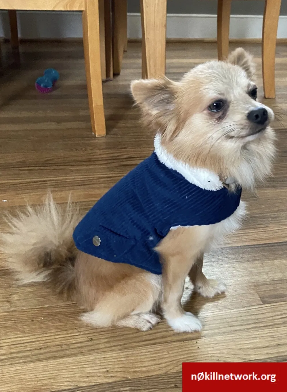 Lost dog in Capitol Heights, MD, 20743