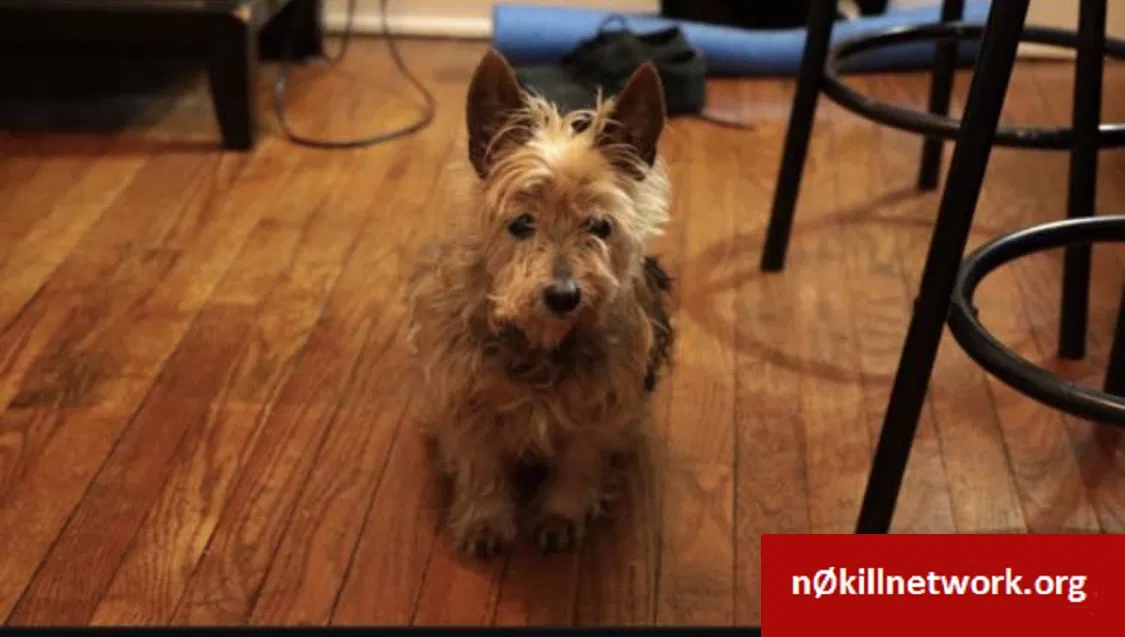 Lost dog in Calumet City, IL, 60409