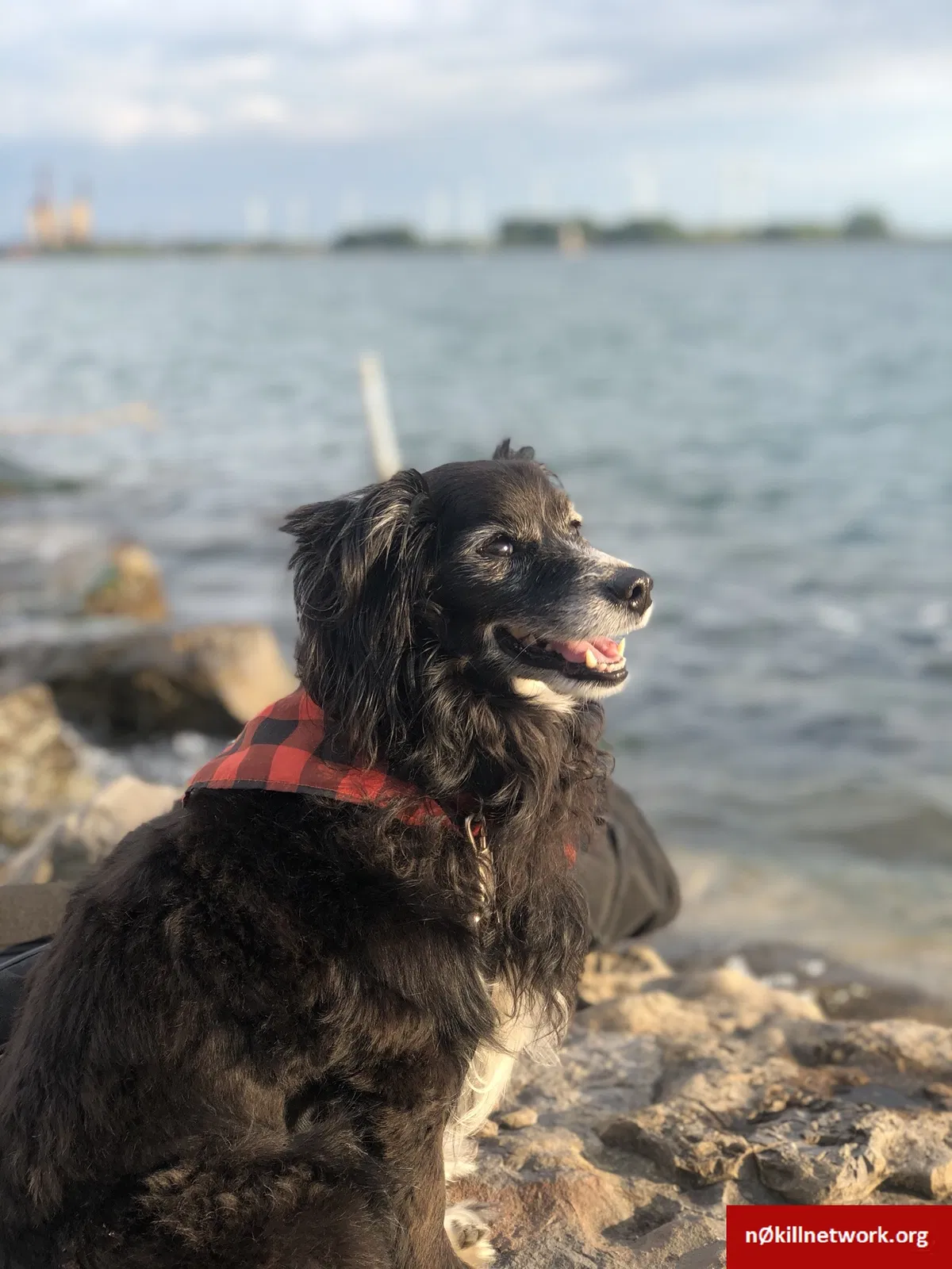 Lost dog in Buffalo, NY, 14207