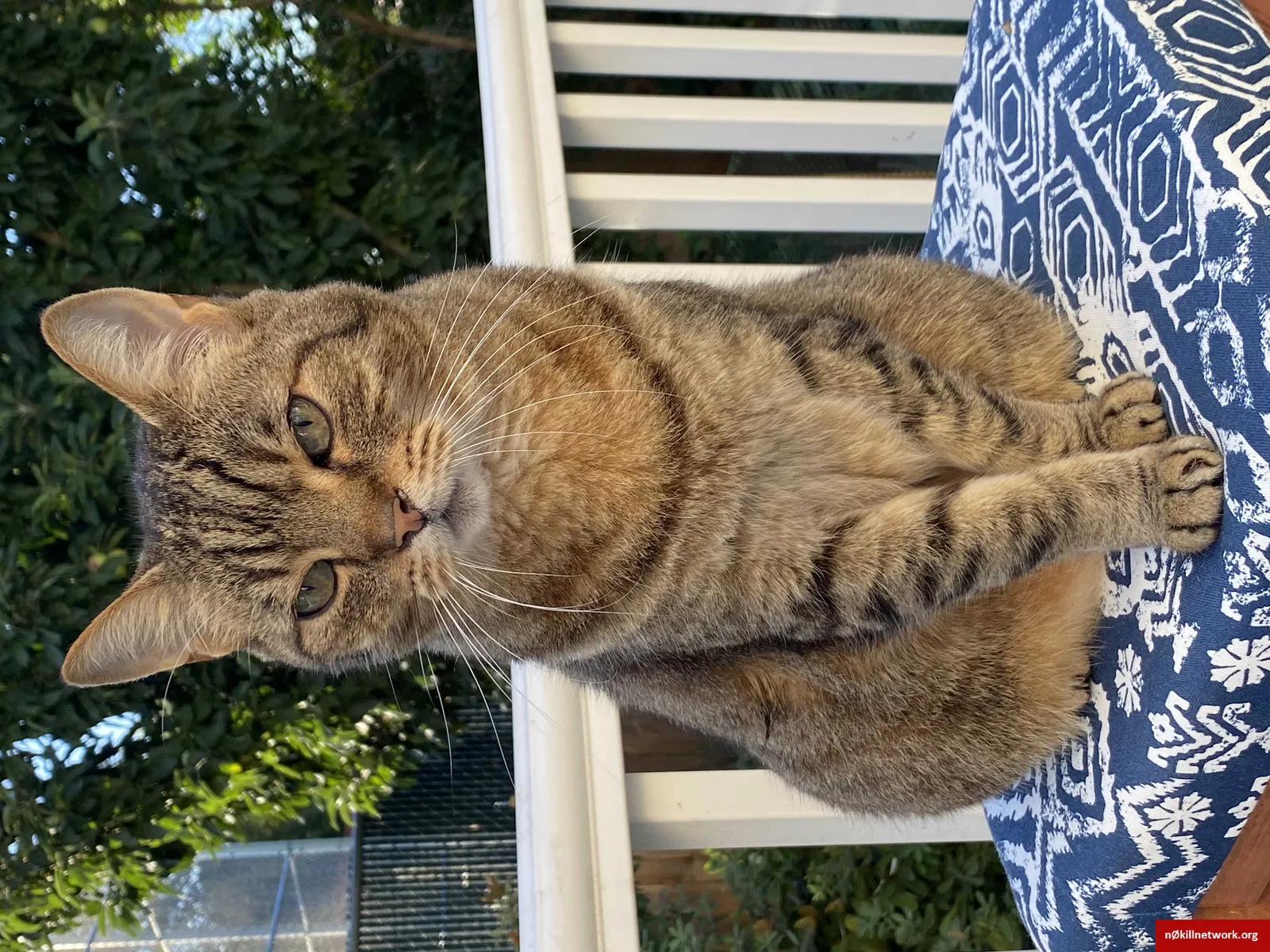 Lost cat in Portland, OR, 97222