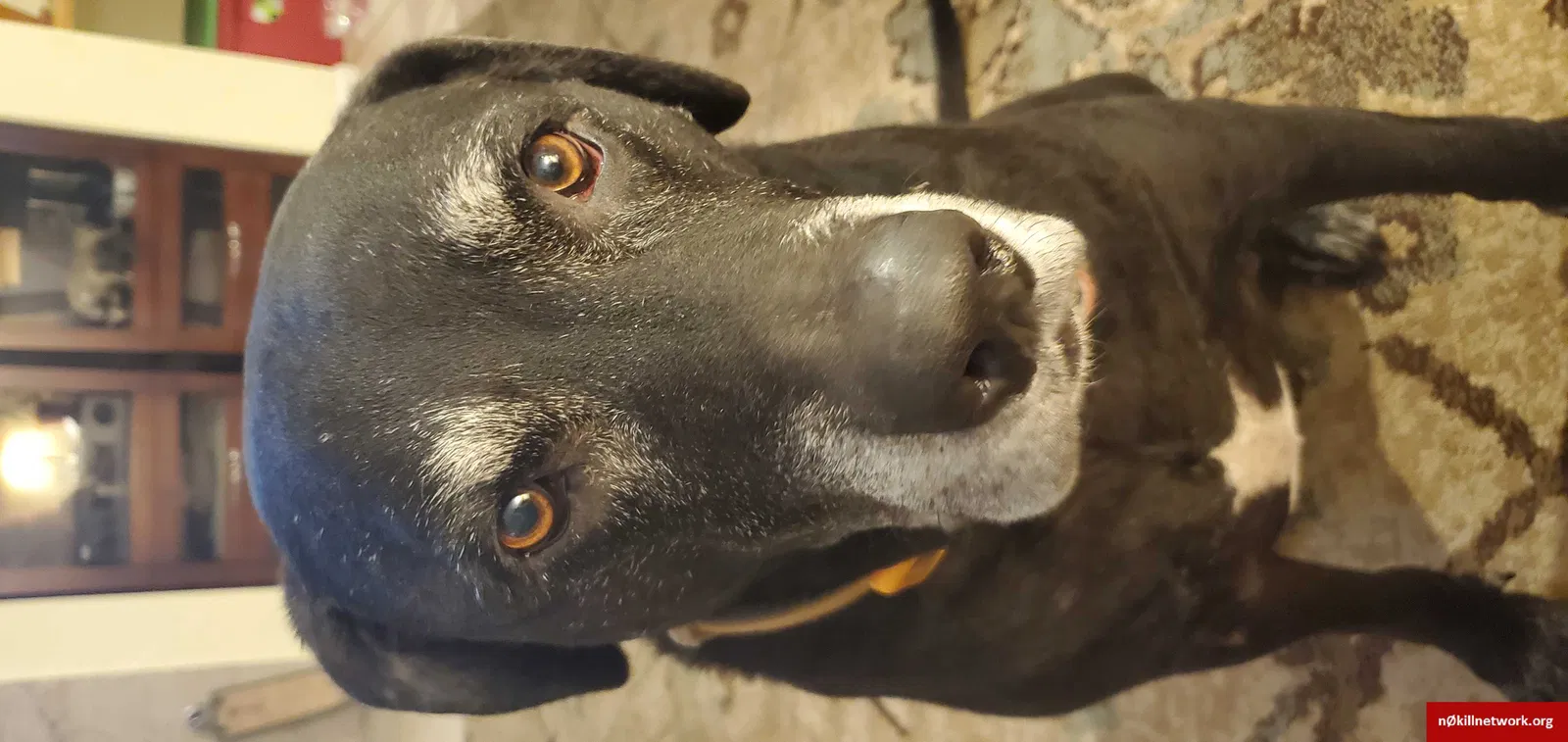Lost dog in Patterson, CA, 95363