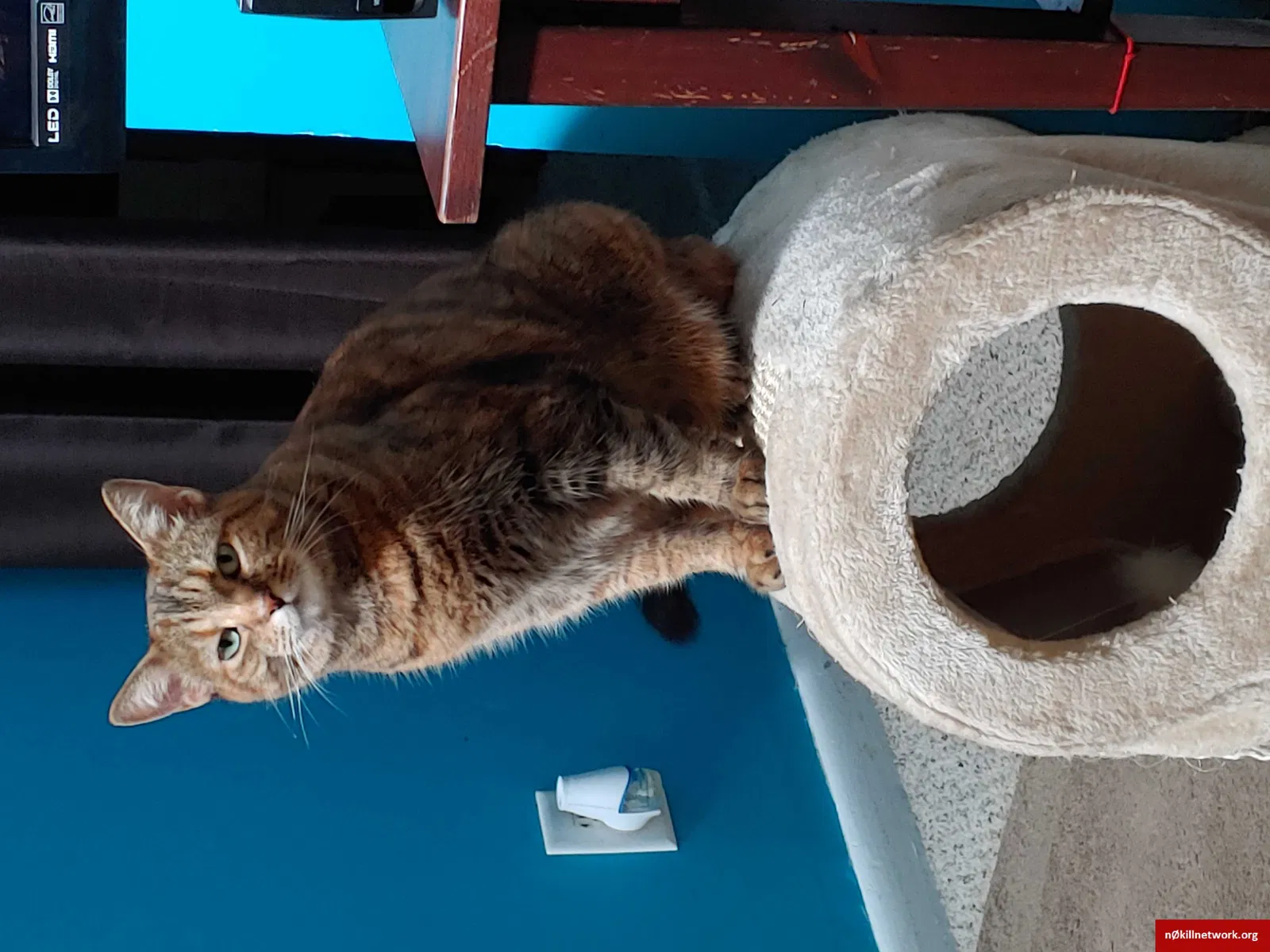 Lost cat in Myrtle Beach, SC, 29577
