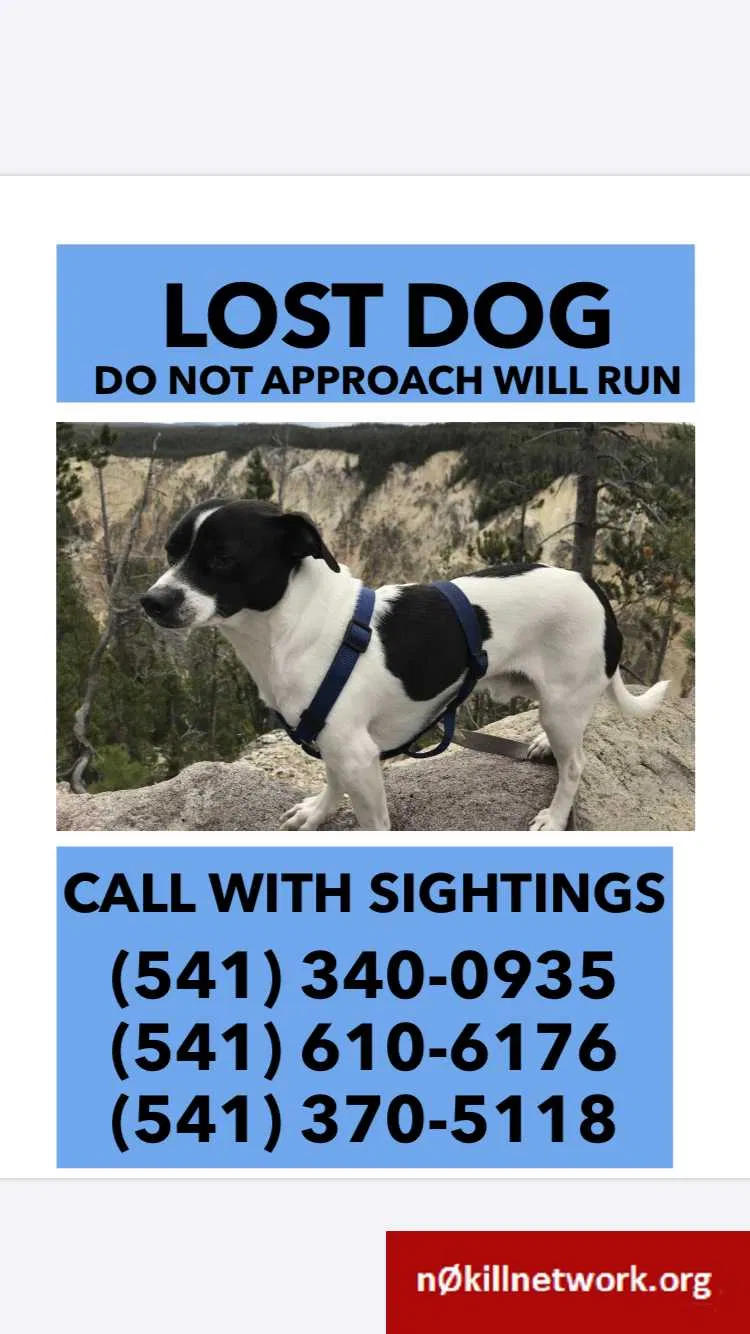Lost dog in Ridgefield, WA, 98642